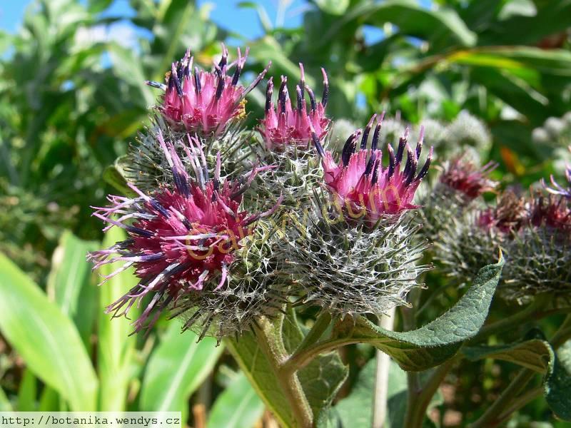 Lopuch kořen řezaný